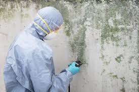 Trusted Brass Castle, NJ Mold Removal Services Experts